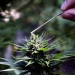 Legal cbd flower for sale