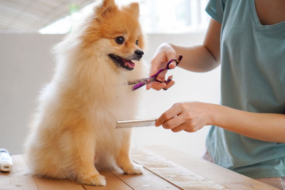 expert grooming service