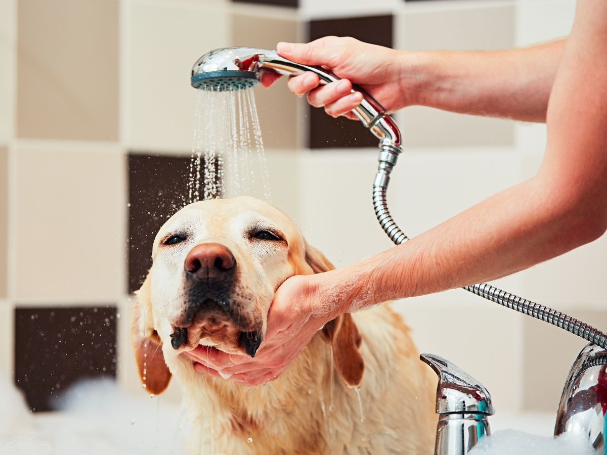 best dog shampoo