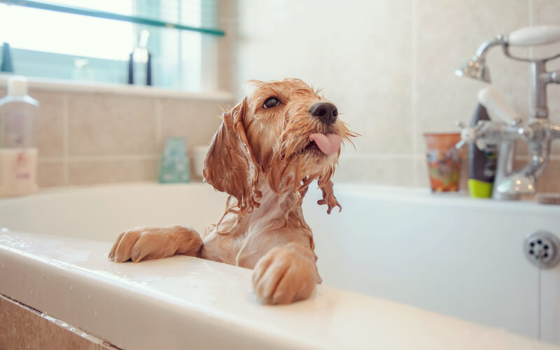 best dog shampoo